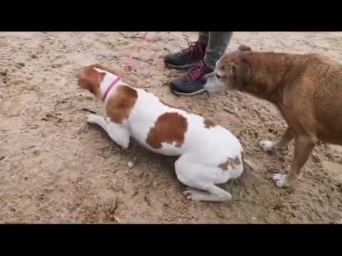 Vídeo de PEROLA