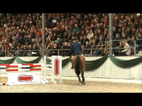 QUICK FIRE: Holstein stallion by Quintero la Silla, www.equine-evolution.com