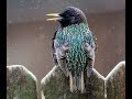 EP11 Starling - Bird Song