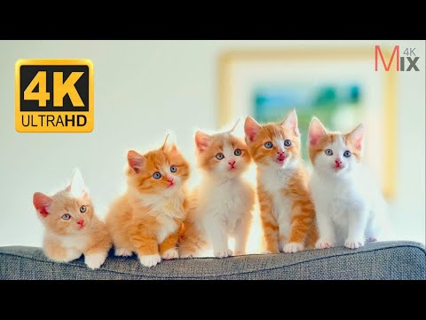 Funny Cats and Kittens 4K Video | Mix 4k