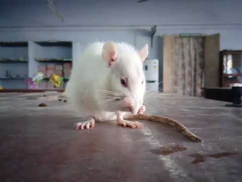 Stereotpe movement in wistar rat