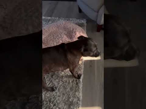 Mornings with a senior puppy that still acts like a young puppy. Her prancy run is the best thing.