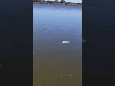 Visitando el Río Salado - Alberti