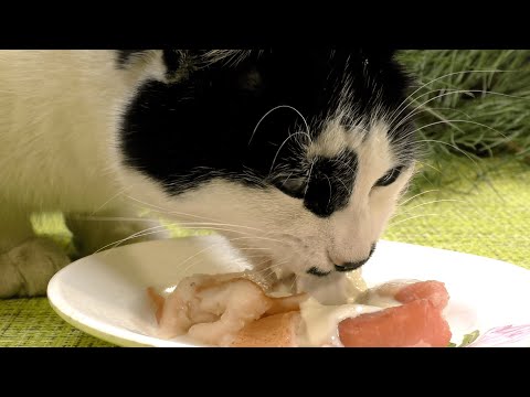 Cat eating sour cream meat asmr | Animal asmr 229