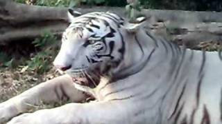 preview picture of video 'Lahore Safari Park Tiger Safari'