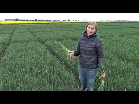 Aktuelle Empfehlungen im Weizen