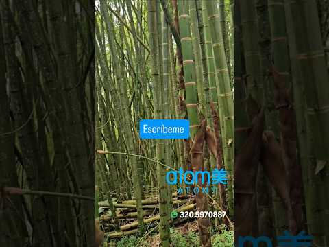 #armeniaquindio #quindio #ejecafetero #calarcaquindio #MontenegroQuindio #circasiaquindio #pijao