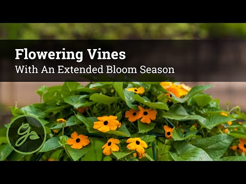 Flowering Vines with an Extended Bloom Season