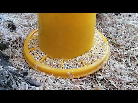 So hälst du deine Wachteln im Winter #2. Tierfreund TKT.