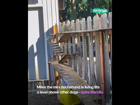 We built our sausage dog a ramp 😄