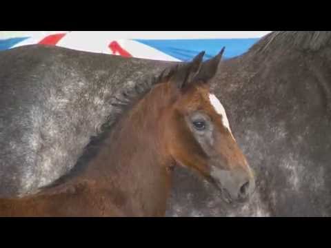 Holsteiner Fohlenauktion 2016 in Elmshorn - Nr. 35 v. I'm Special de Muze - Contendro I