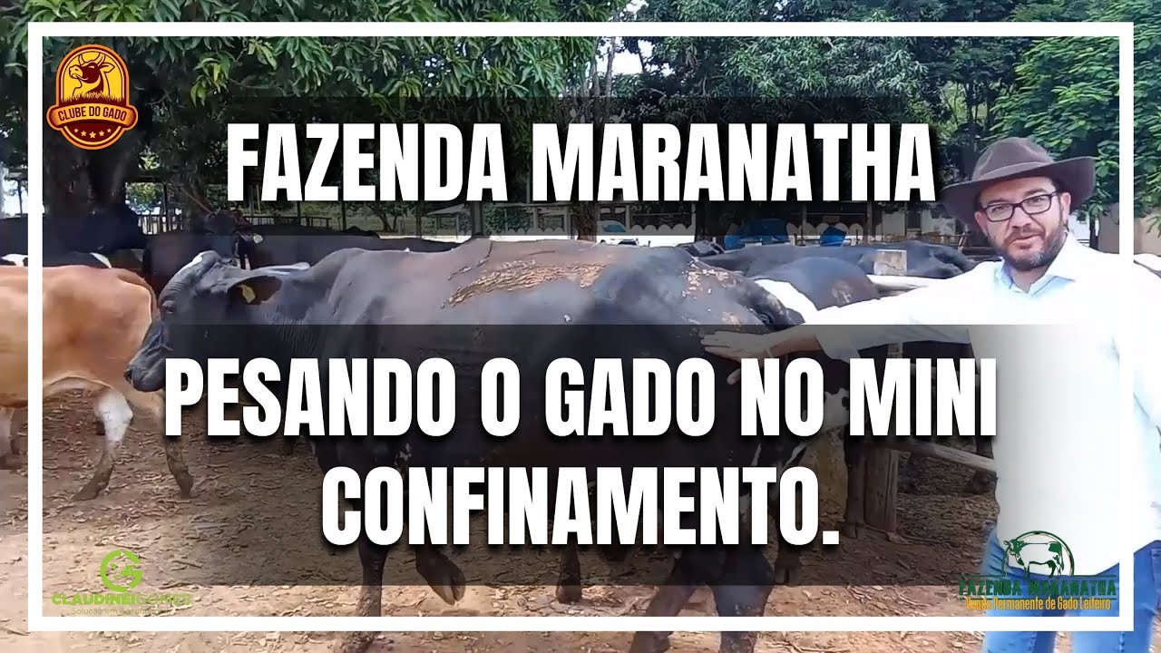 Pesando o gado na Fazenda Maranatha no Mini-Confinamento de 49 dias - Parte 2. (Ft.Claudinei Gomes).