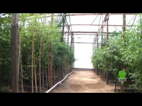 CFC - Protected Agriculture Part 1