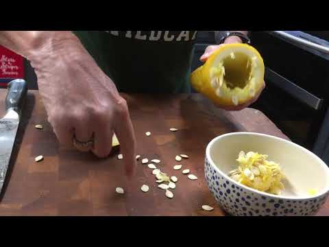Two Minute Quick Tip - Saving Squash Seeds for Planting