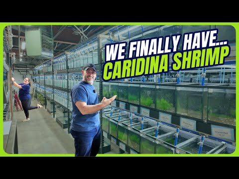 Rob Waited a YEAR for This Fish | Fan Favs + Caridina Shrimp Are BACK [Weekly Walkthrough Ep.15]