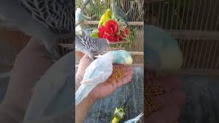 🐦近づけた瞬間、なぜ止まる？