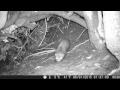 American Mink Footage