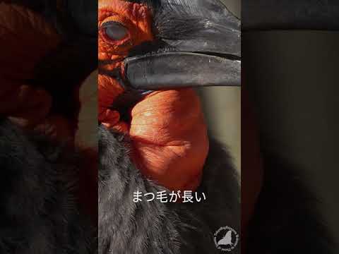 IUCN分類における絶滅の危険性を示す図。