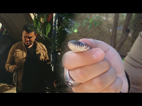 Kara Yılan - Evime Giren Yılanı Doğaya Bıraktım, Snake Rescue