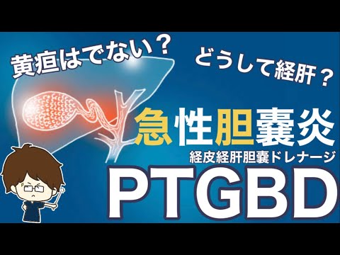 胆嚢について詳しく解説