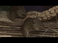 African Nile Rats