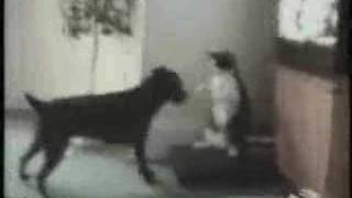 Cat fights like rocky