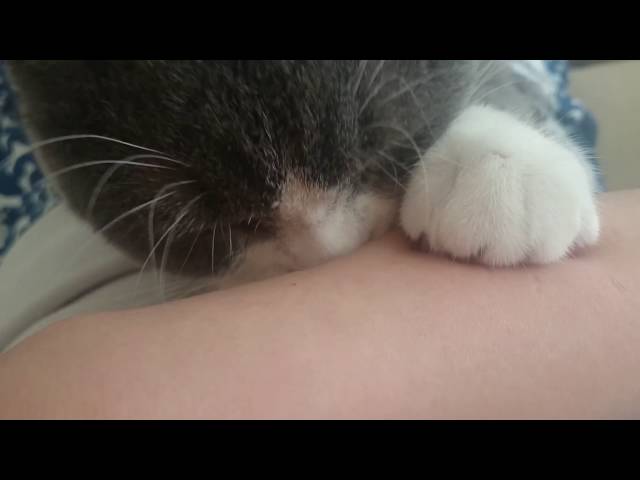 猫、去勢後の変化について