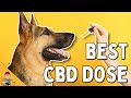 Most Dog Owners Give The Wrong CBD Dose...