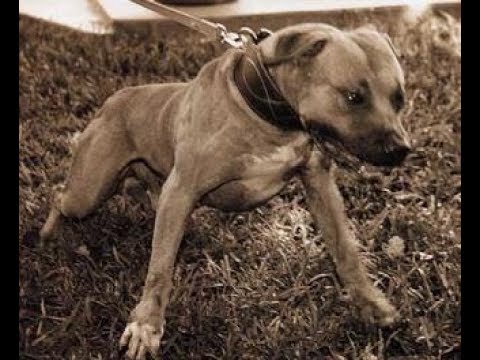 MY TOP 10 ALL TIME GREAT PITBULLS