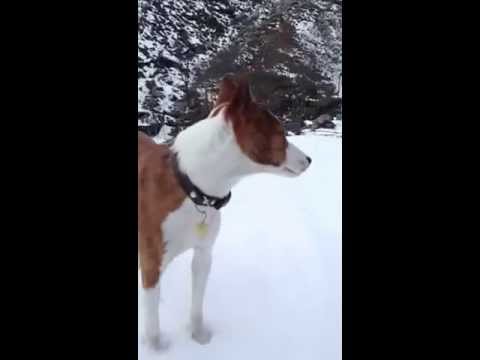 Basenji Inti en la nieve