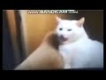 Dinoco S All Mine Upgraded Version Cats Qatar Language
