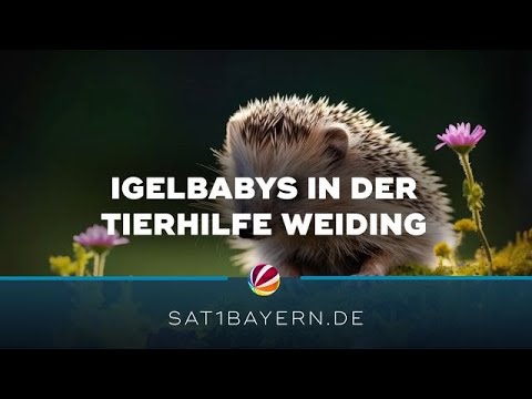 Igelbabys in Not: Volle Igel-Auffangstation in Weiding