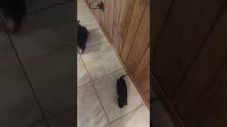 Dorkie Puppies Videos