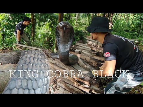COBRA PRINCE NAPA TAKBO SA BLACK KING COBRA