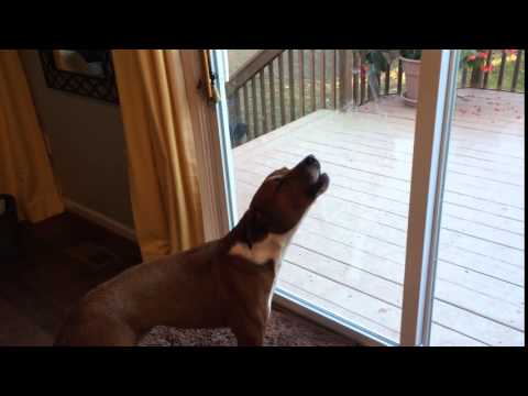 Dog howling at police sirens