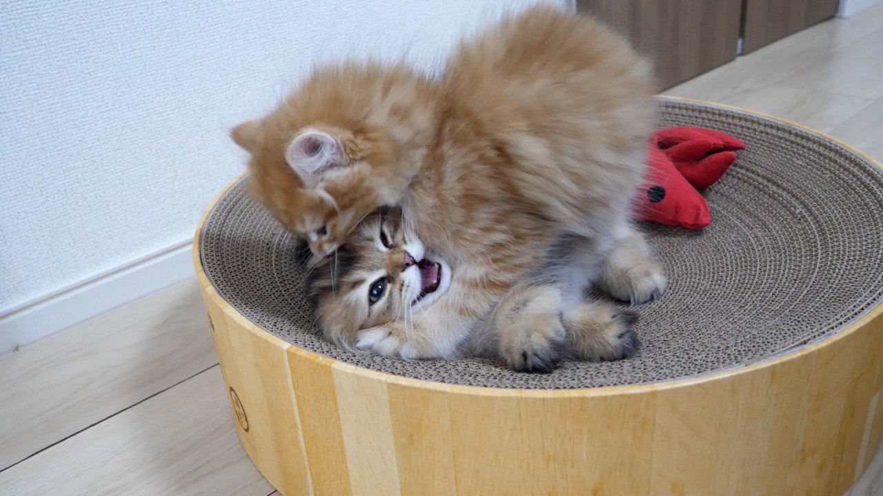 It's so cute how the kittens suddenly start fighting with each other...