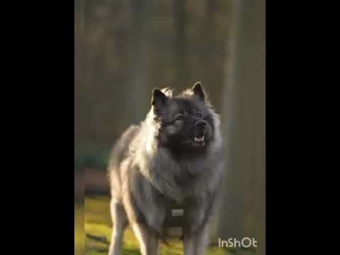 lovely dog #dogs video #cute dogs #💜Anvitha💜