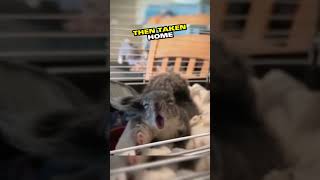 Loyal dog saves drowning squirrel, becomes beloved family member