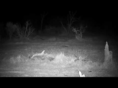 Djuma: Genet walks by as Lion-Dark Mane Avoca male lays watching - 04:12 - 09/21/21