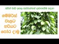 ගම්මිරිස් වගාවට නිවැරදිව පොහොර යෙදීම