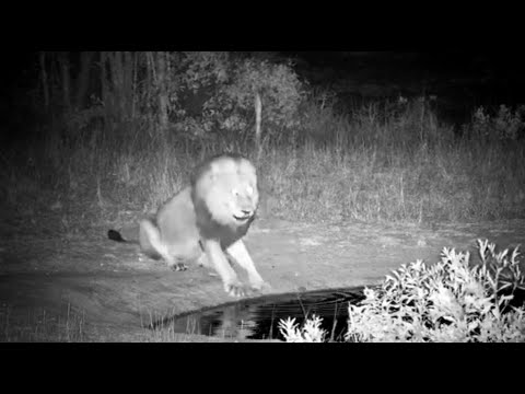 Male Lion passes Djuma Cam after drink at Pan 10/21/25
