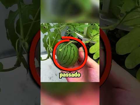 Finalmente cresci uma melancia em casa! 😮🍉
