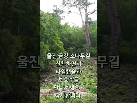 푸릇푸릇 울진 금강 소나무숲길 등산코스 :: 울진SNS홍보단 :: 울진군청