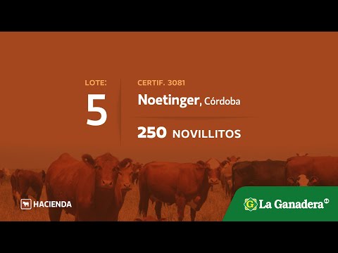 Lote Novillitos en Noetinger (Cba.)
