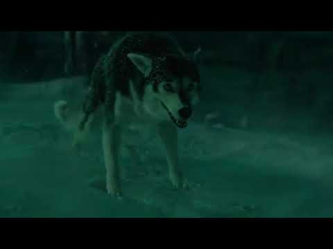 The Call of the Wild 2020 Buck V S  Spitz