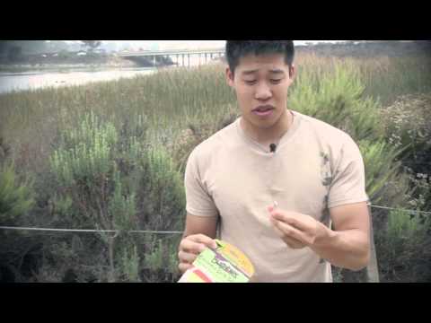 PIC Bugables Citronella Spiral Band Review