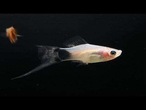 YouTube video about: Are swordtail fish aggressive?