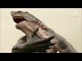 King shark Vs gorrilla grodd |fearless song
