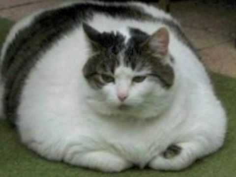 Uncle Bonsai - Fat Boys (audio only)