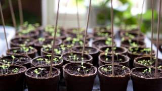 How to grow plants from seeds indoors